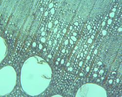 Patrycja Gruca, przekrój poprzeczny drewna dębu, Zakład Materiałoznawstwa oraz Historii Technik Dzieł Sztuki, rok akademicki 2020/2021, fot. mgr Kamila Zielińska Patrycja Gruca, przekrój poprzeczny drewna dębu, Zakład Materiałoznawstwa oraz Historii Technik Dzieł Sztuki, rok akademicki 2020/2021, fot. mgr Kamila Zielińska