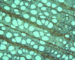 Marta Gazda, przekrój poprzeczny drewna bukowego, Zakład Materiałoznawstwa oraz Historii Technik Dzieł Sztuki, rok akademicki 2020/2021, fot. mgr Kamila Zielińska Marta Gazda, przekrój poprzeczny drewna bukowego, Zakład Materiałoznawstwa oraz Historii Technik Dzieł Sztuki, rok akademicki 2020/2021, fot. mgr Kamila Zielińska